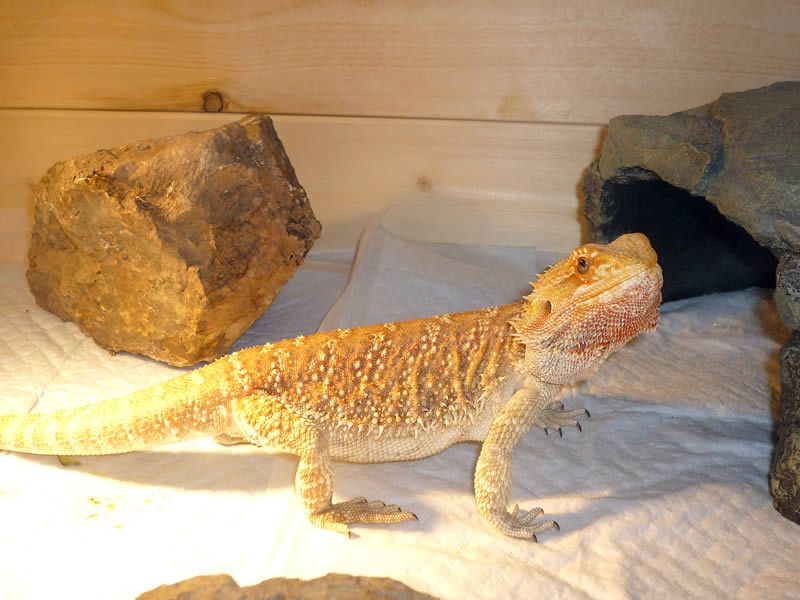 犬・猫・エキゾチックアニマル