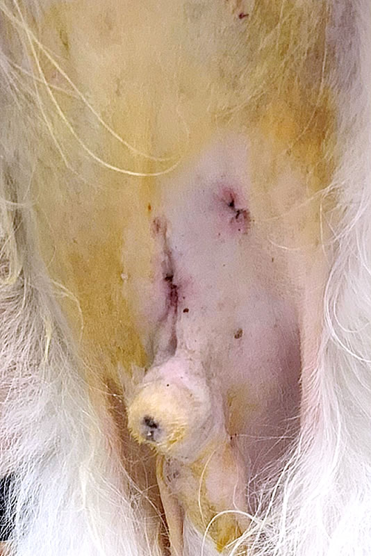 肝生検を行ったあとの傷口